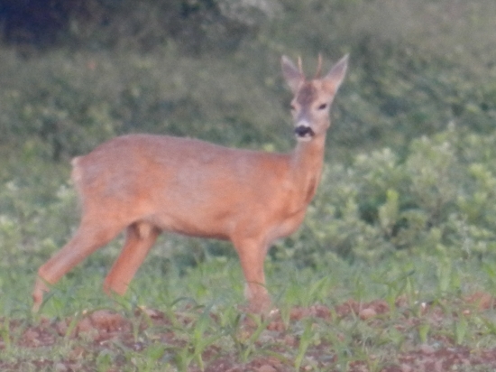 Srnček. Výrad alebo chovný ?