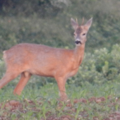 Srnček. Výrad alebo chovný ?