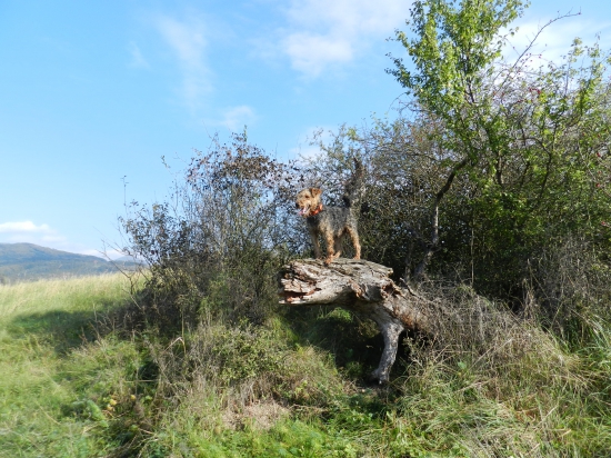 Agbar z Chrástkovej