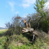 Agbar z Chrástkovej