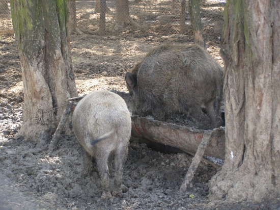 pri jedle v obore