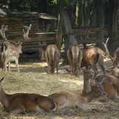 pri krmelci v obore.
