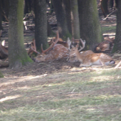 daniele z jeleňmi v obore