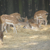 jelenička a danielky