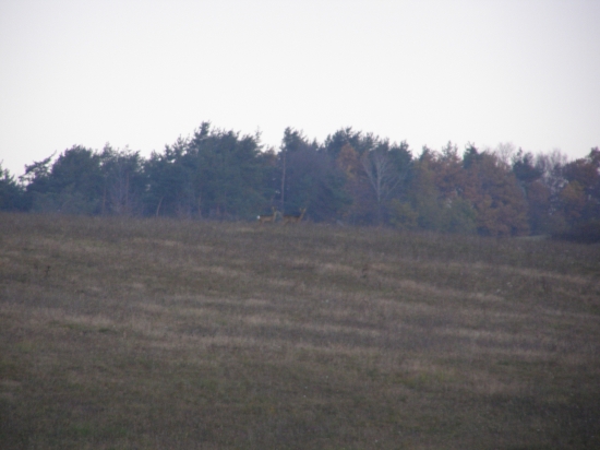 srnčie na horizonte