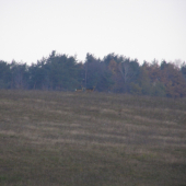 srnčie na horizonte