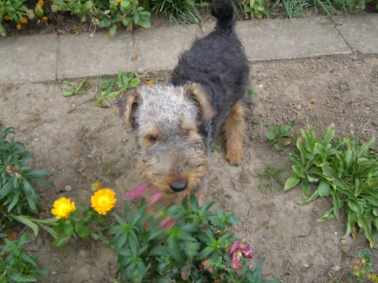 zopar kvetiniek si aj natrham