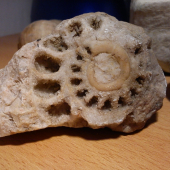 jeden zmojich nalezov 2