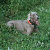 Bax