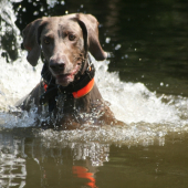 Bax