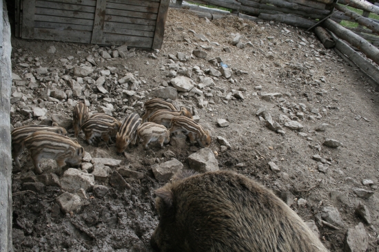 pyžamka