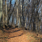 Diviacia zver pokračovanie