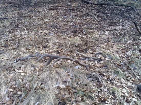 12-torak este naj par a jeto