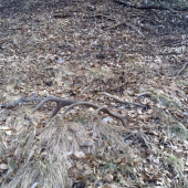 12-torak este naj par a jeto