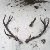 nepravidelny 14-torak