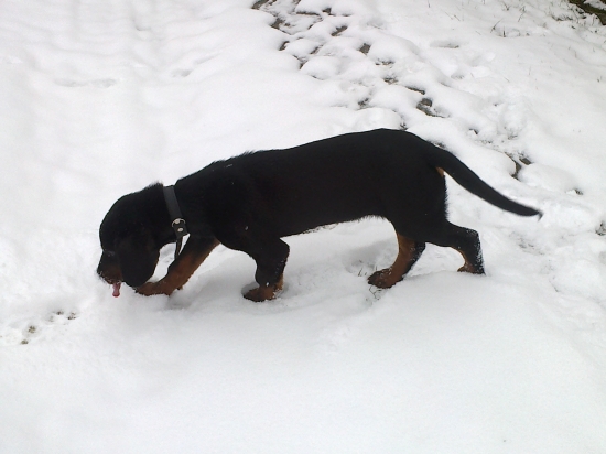 Fan široka dolina 3mesačný