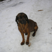 Keli
