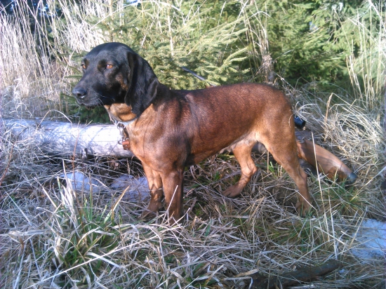 chovateľská stanica Kráľova hoľa- AXA z Trebostovskej doliny