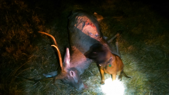 Kráľova hoľa - chovateľská stanica Bavorských Farbiarov-Axa