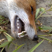 Tie zuby uz nepotrebuje