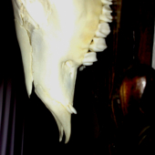 2-jite grandle u srnca