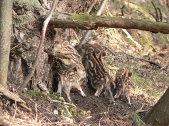 ..holé chvostíky...