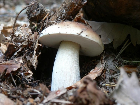 tlačím sa tlačím...