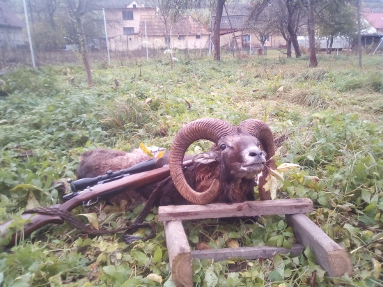 Prvý muflón
