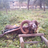 Prvý muflón