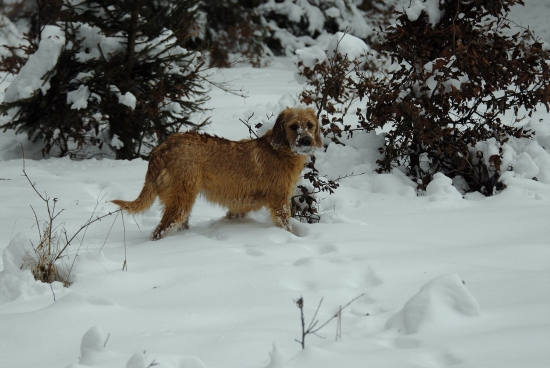 dnes v lese Aya z Pieskov