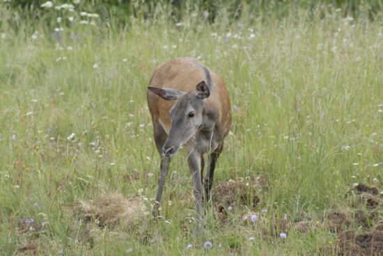 slečna