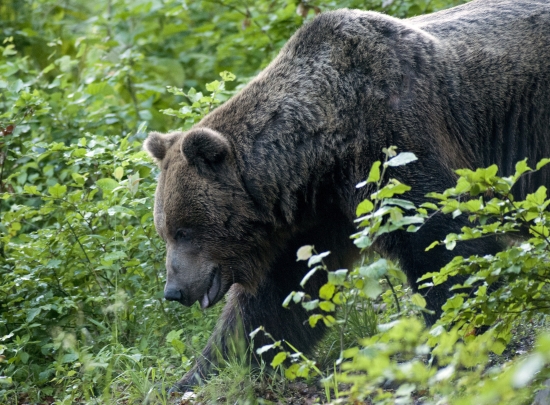 starý pán spod Poľany