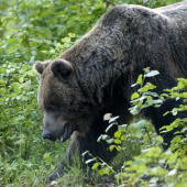 starý pán spod Poľany