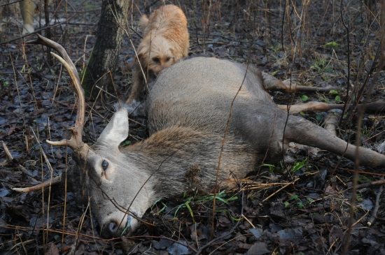 ďalšia úspešná dohľadávka