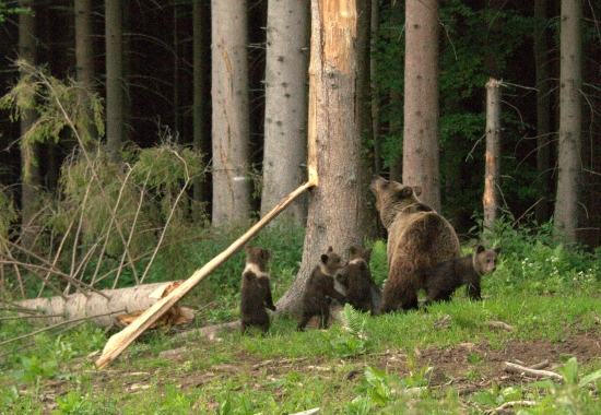 dokumentačná o medvedej mamine
