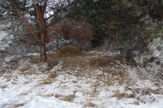 Prikrmovanie silážou