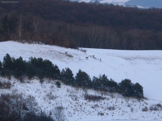 Jelenice