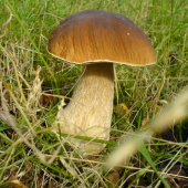 Krásavec