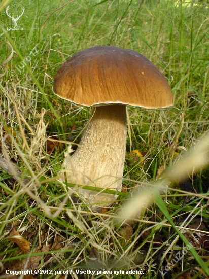 Krásavec