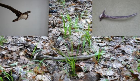 Prvý špicák a hneď rarita