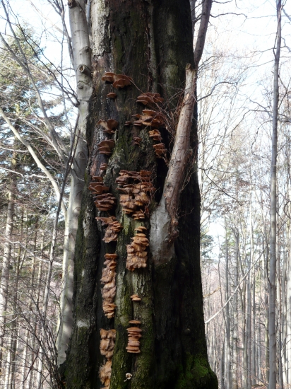 Dnes sa celkom zadarilo