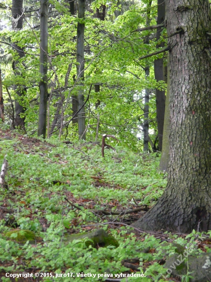 Ukážkový