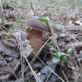 Pod steblami trávy