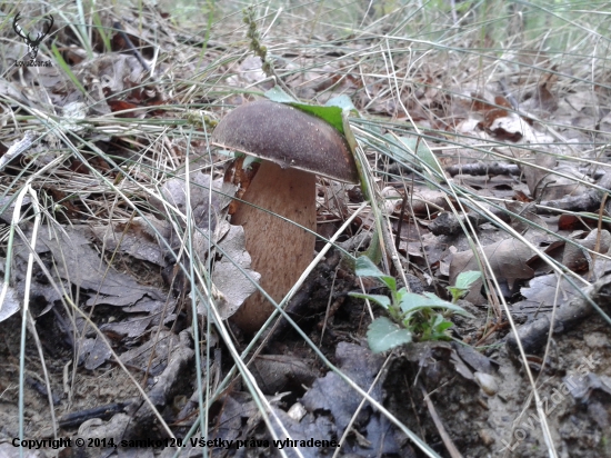 Pod steblami trávy