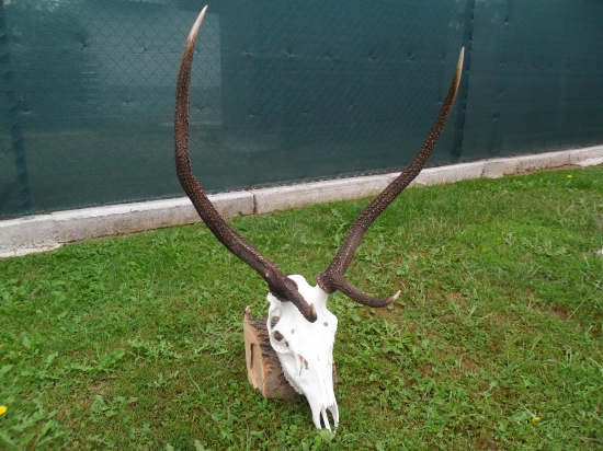 foto pre ladika, po uprave