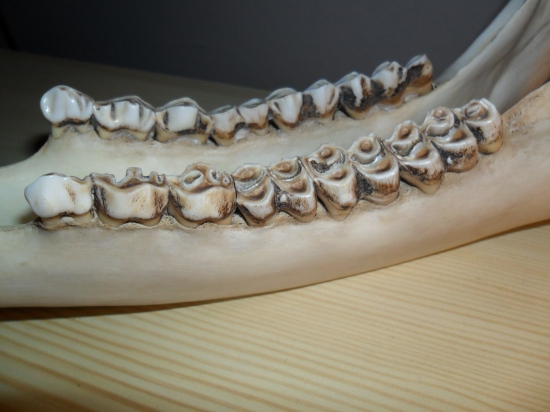 chlapi kolko davate tomuto jelenovi rokov?