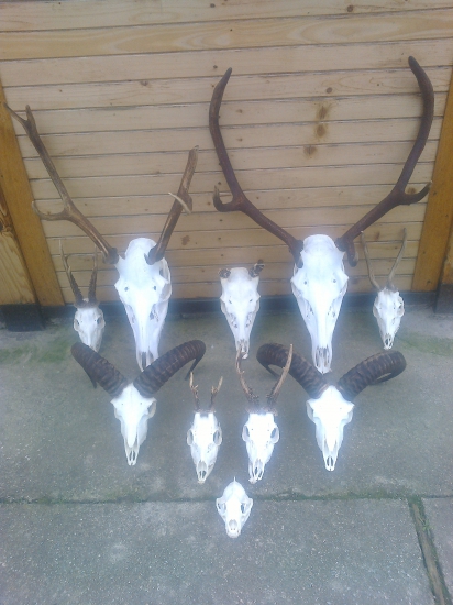 pripravené na chovateľskú