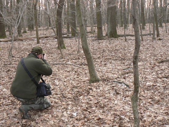 utajený ušiačik pri dube