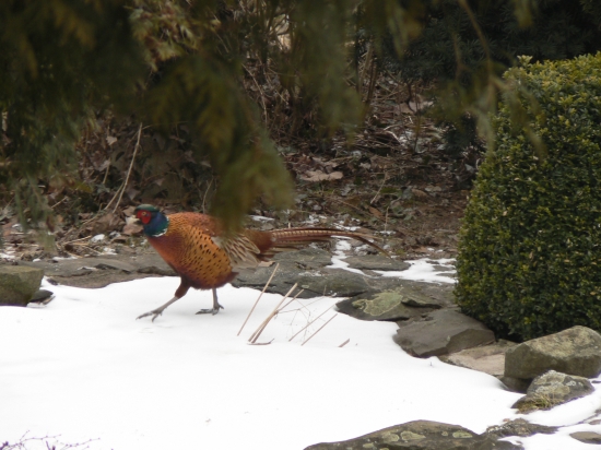 prechádzka po zamrznutom jazierku