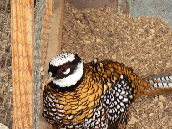 kráľovák z vlastn. chovu